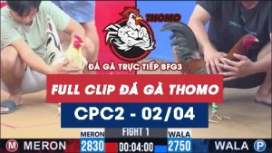 Video đá gà trực tiếp thomo CPC2 ngày 02042026