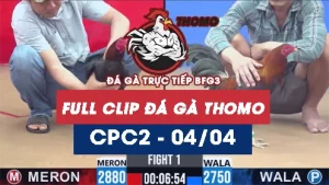 Video đá gà trực tiếp thomo CPC2 ngày 04042026
