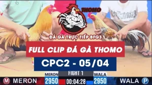 Video đá gà trực tiếp thomo CPC2 ngày 05042026