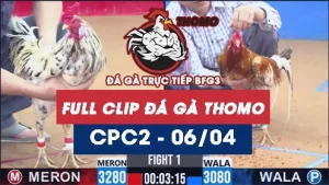 Video đá gà trực tiếp thomo CPC2 ngày 06042026