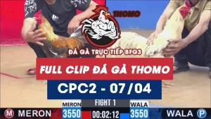 Video đá gà trực tiếp thomo CPC2 ngày 07042026