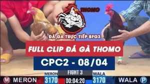 Video đá gà trực tiếp thomo CPC2 ngày 08042026