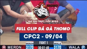 Video đá gà trực tiếp thomo CPC2 ngày 09042026