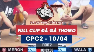 Video đá gà trực tiếp thomo CPC2 ngày 10042026