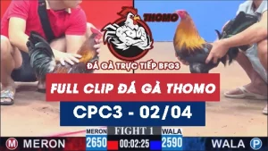 Video đá gà trực tiếp thomo CPC3 ngày 02042026