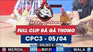 Video đá gà trực tiếp thomo CPC3 ngày 05042026