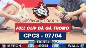 Video đá gà trực tiếp thomo CPC3 ngày 07042026