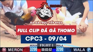 Video đá gà trực tiếp thomo CPC3 ngày 09042026