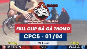 Video đá gà trực tiếp thomo CPC5 ngày 01042026