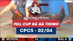 Video đá gà trực tiếp thomo CPC5 ngày 02042026