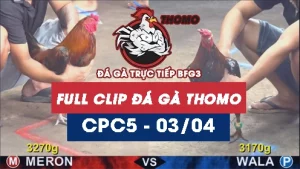 Video đá gà trực tiếp thomo CPC5 ngày 03042026