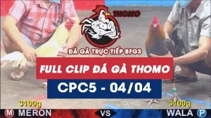 Video đá gà trực tiếp thomo CPC5 ngày 04042026