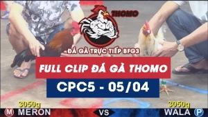 Video đá gà trực tiếp thomo CPC5 ngày 05042026