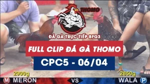 Video đá gà trực tiếp thomo CPC5 ngày 06042026