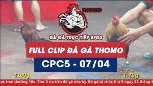 Video đá gà trực tiếp thomo CPC5 ngày 07042026