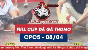 Video đá gà trực tiếp thomo CPC5 ngày 08042026