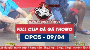 Video đá gà trực tiếp thomo CPC5 ngày 09042026