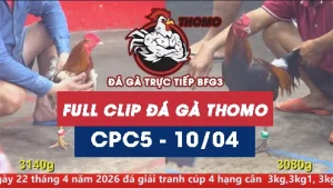 Video đá gà trực tiếp thomo CPC5 ngày 10042026